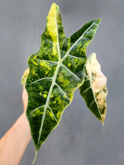 Alocasia Sanderiana Bull Aurea Variegata - Précommande Green and White Plants
