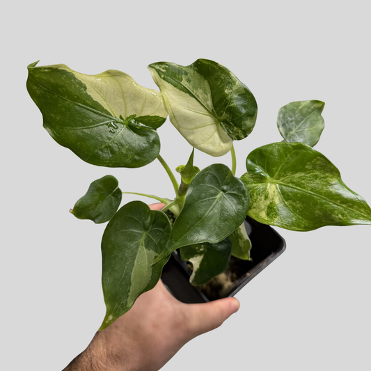 Alocasia Cuculatta « Wagyu » Albo - Taille L