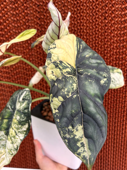 Alocasia Baginda Dragon Scale Albo Variegata - Bulbe