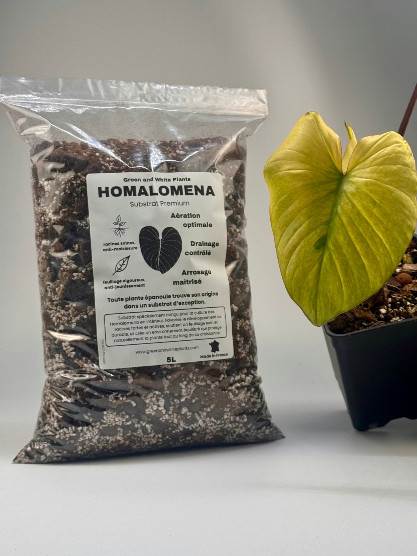 Substrat Homalomena Professionnel (5L)