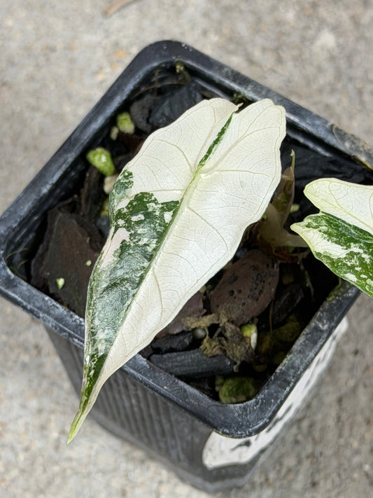 Alocasia Amazonica Pink Albo