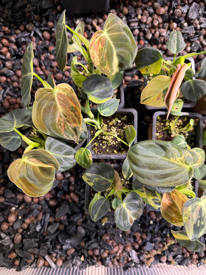 Philodendron Melanochrysum Variegata TC