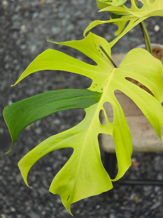 Monstera Light Lime