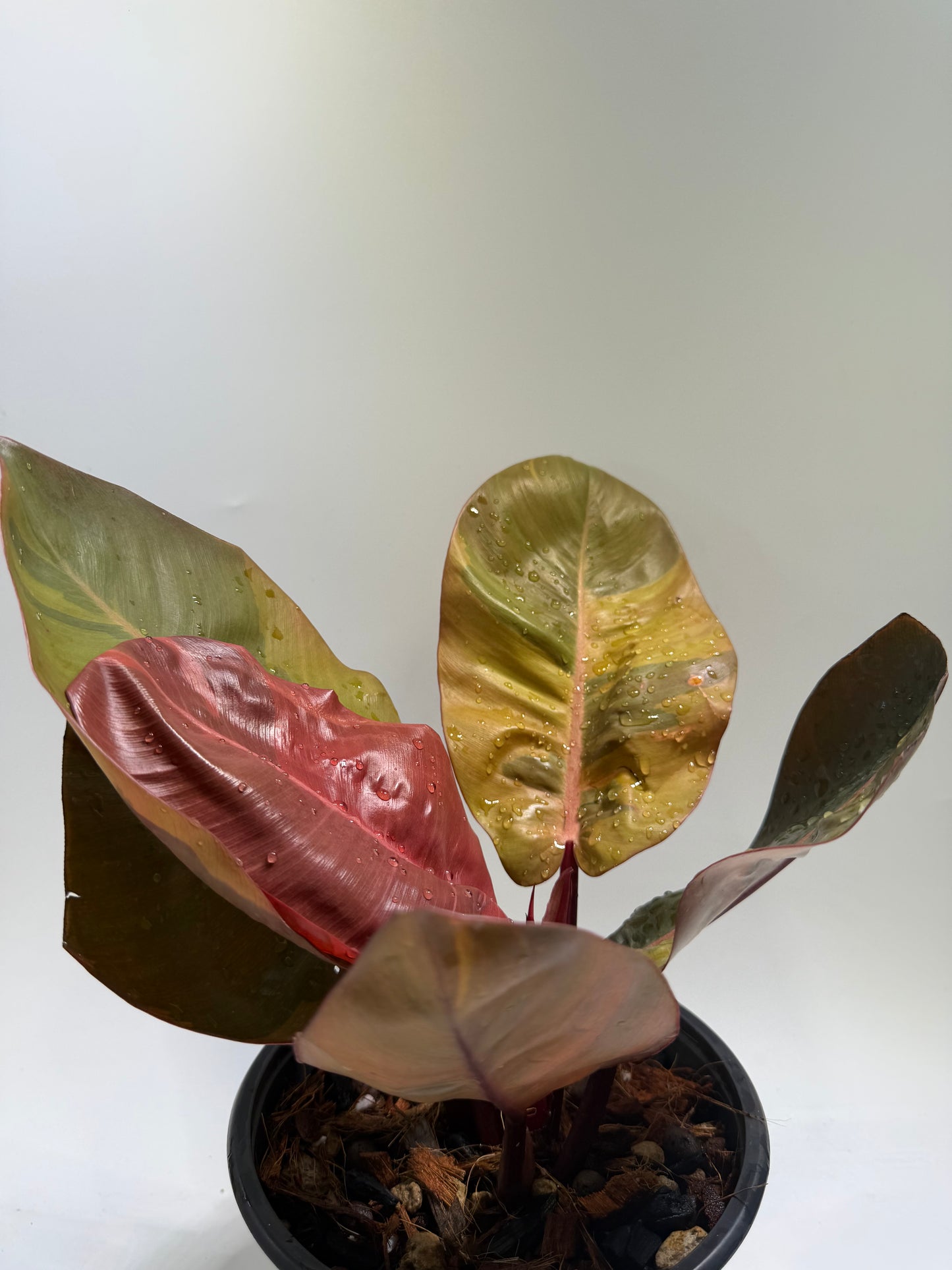 Philodendron Black Cardinal No.1