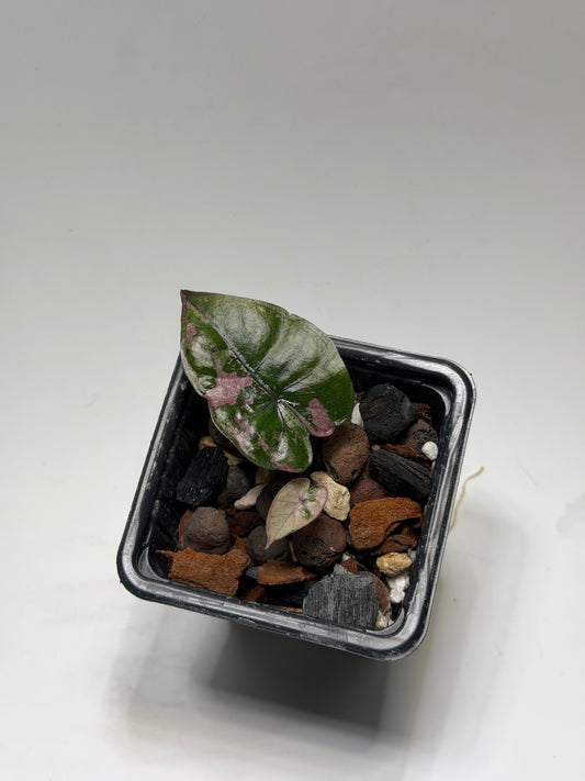 Alocasia Serendipity Pink