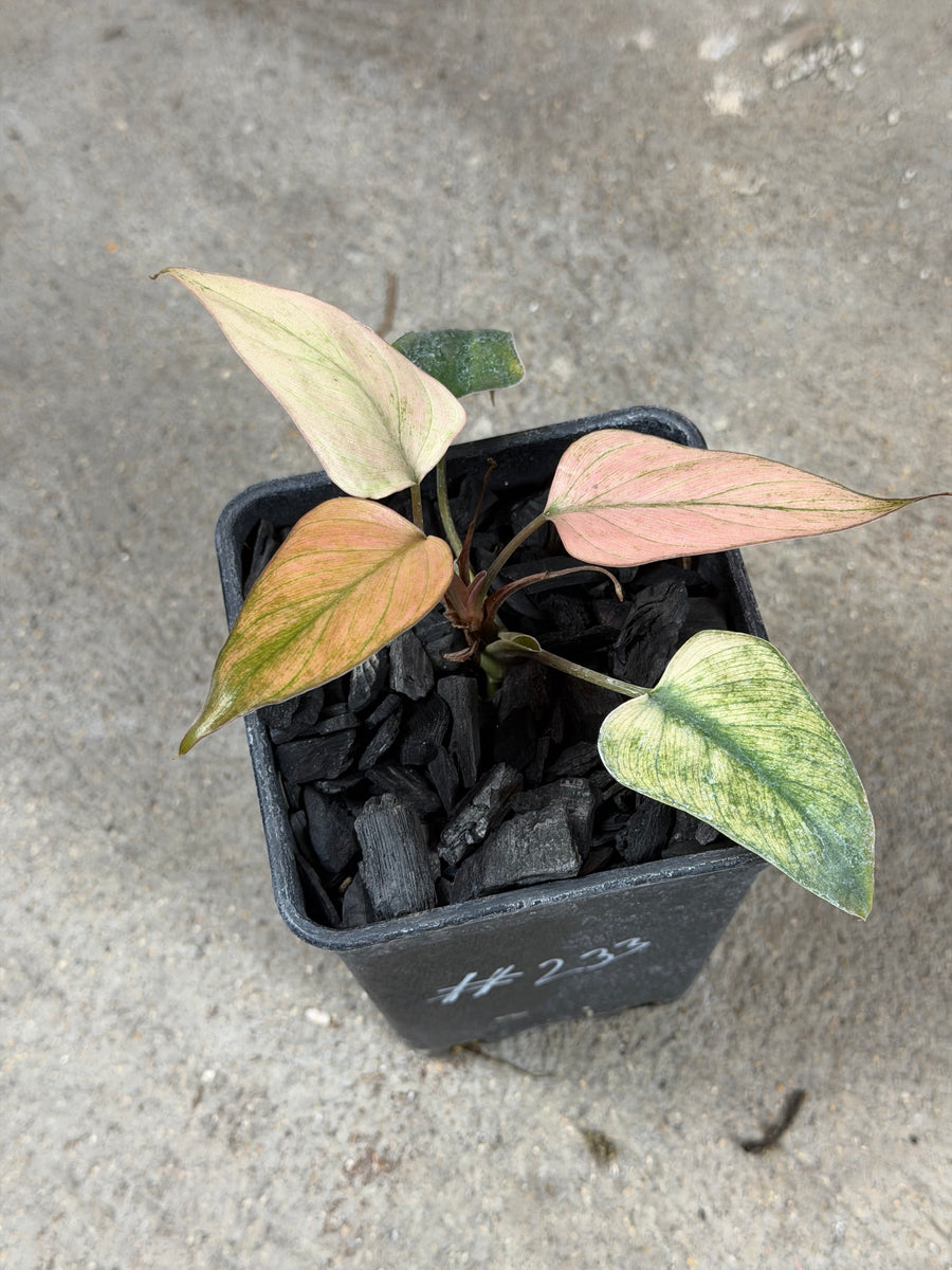 Homalomena cf. Aromatica « Pink Diamond »