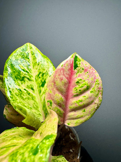 Aglaonema Kumlaingoenkumlaithong Green and White Plants
