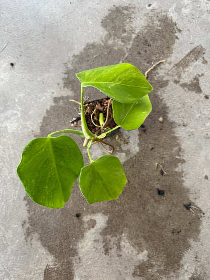 Monstera Borsigiana Aurea