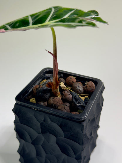 Alocasia Amazonica Pink Albo