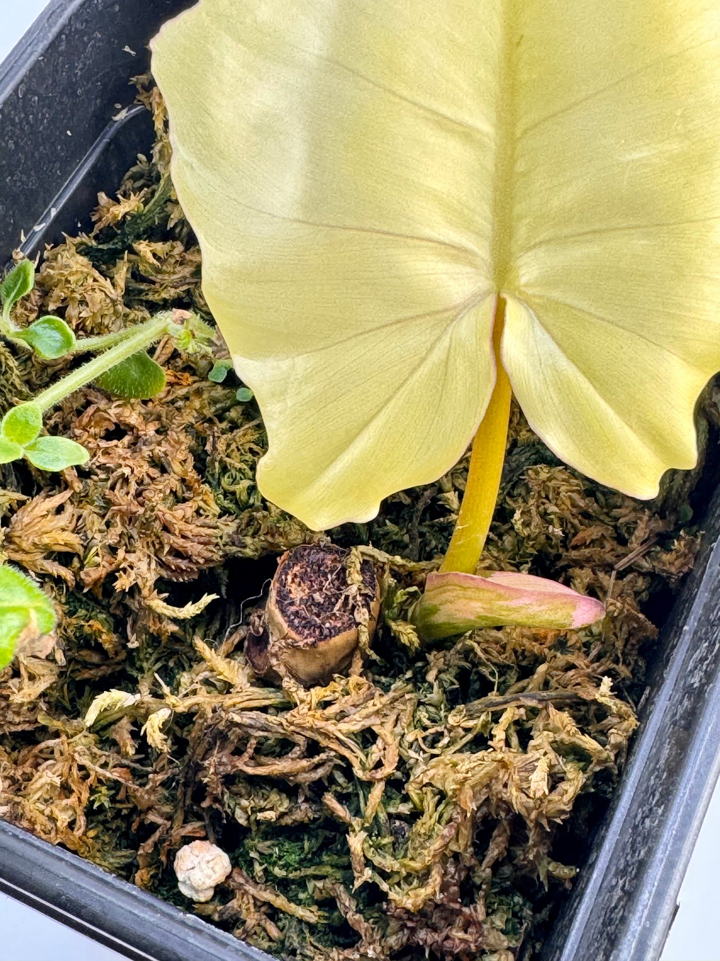 Philodendron Florida Beauty x Mayoi Variegata