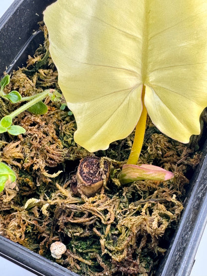 Philodendron Florida Beauty x Mayoi Variegata