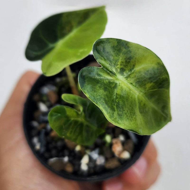 Alocasia Balloon Heart Aurea - Pre-order