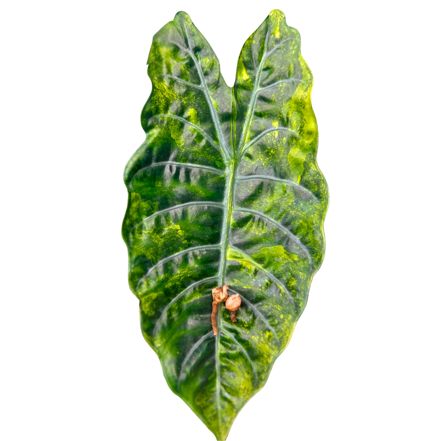 Alocasia Chantrierii Aurea - Bulbe