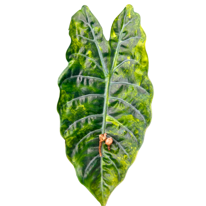 Alocasia Chantrierii Aurea - Bulbe
