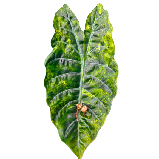 Alocasia Chantrierii Aurea - Bulbe