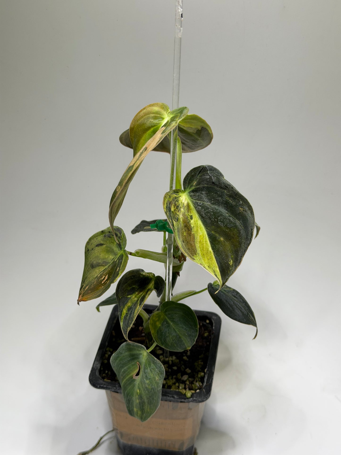 Philodendron Melanochrysum Variegata