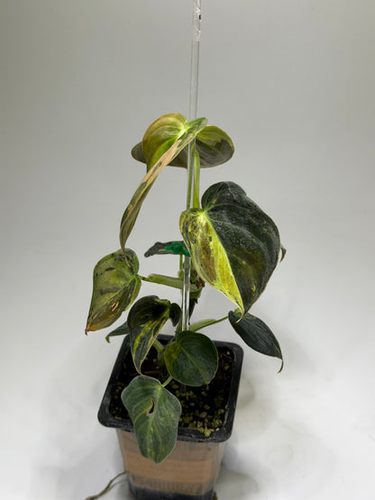 Philodendron Melanochrysum Variegata