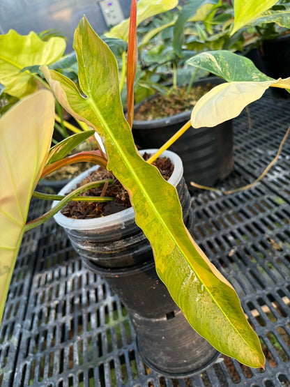 Philodendron FB x Patriciae