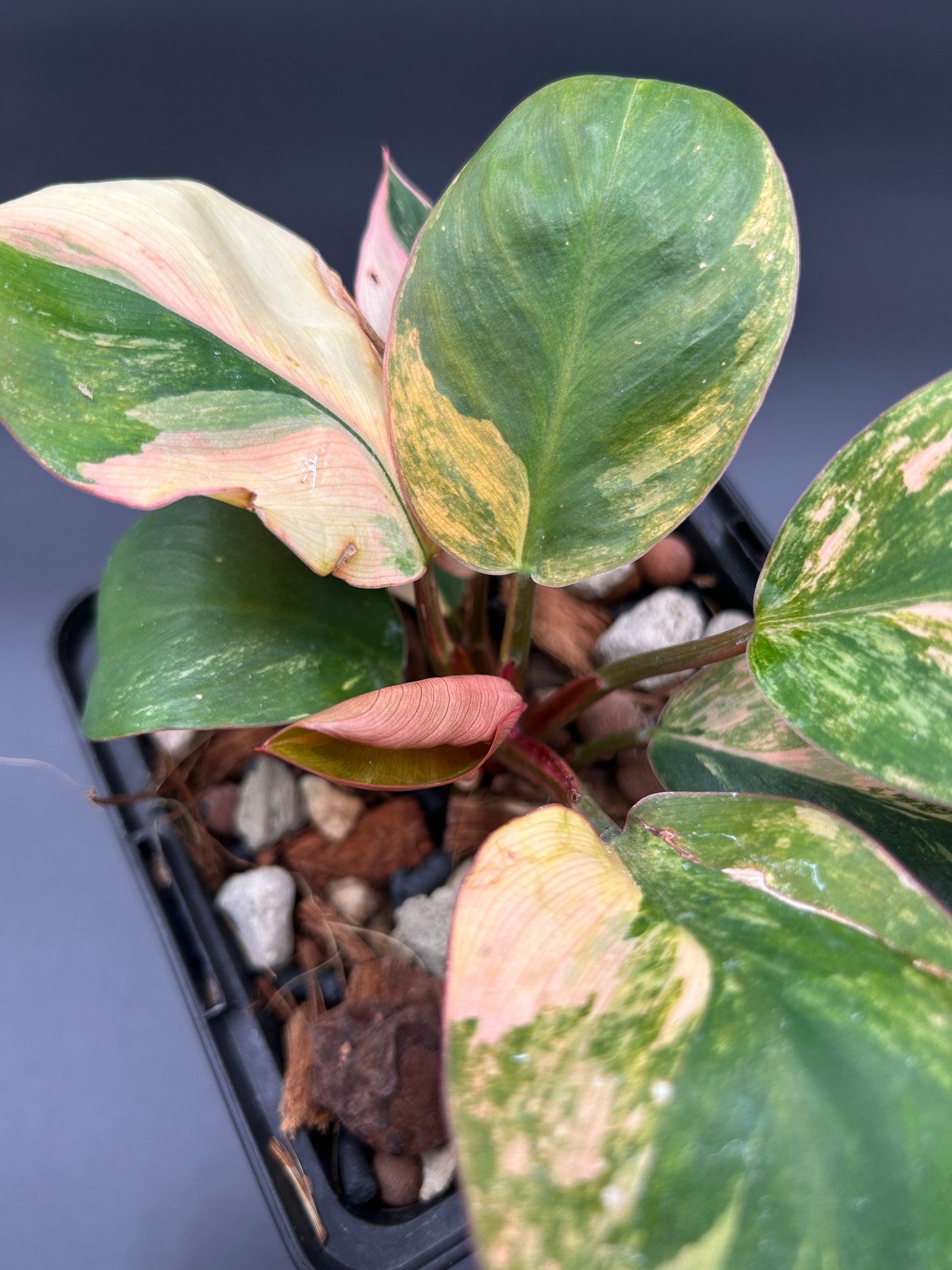 philodendron orange congo Philodendron Orange Congo Variegata – Rare tropical plant – Green and White Plants