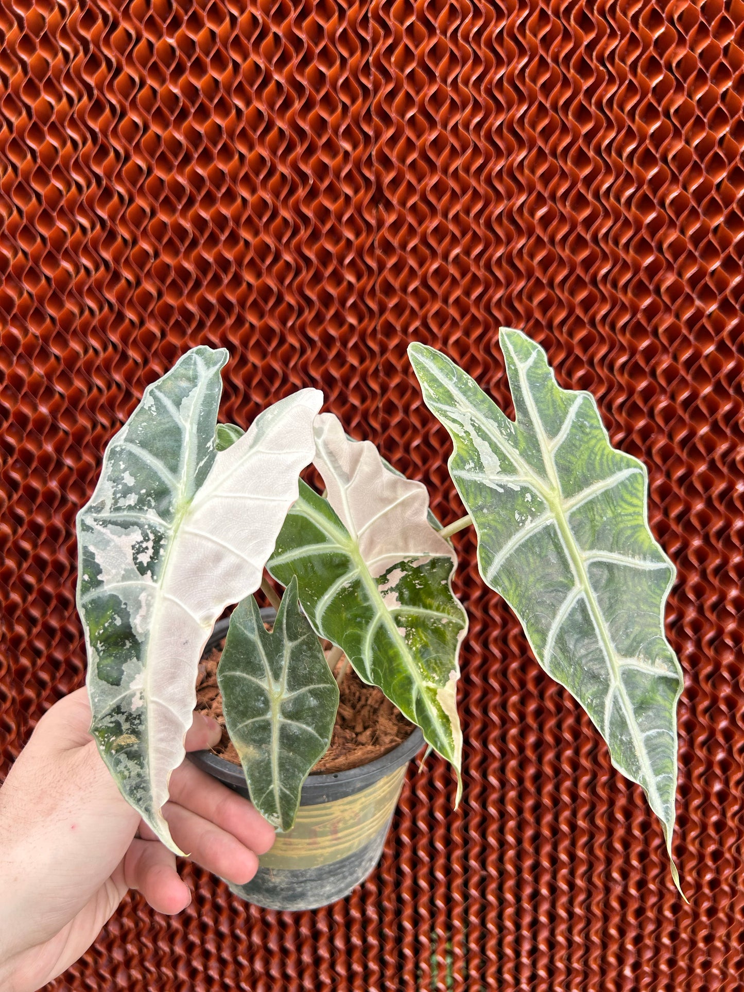 Alocasia Amazonica Albo Pink Variegata - Bulbe