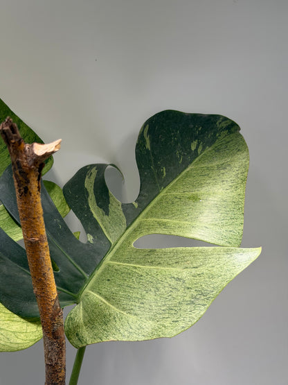 Monstera Jungle Mint