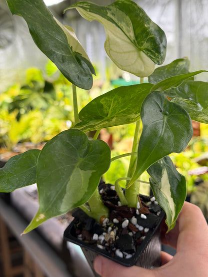 Alocasia Cucullata „Wagyu“ Albo – Größe L