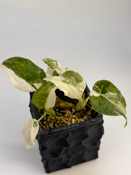 Alocasia Cuculatta « Wagyu » Albo Variegata