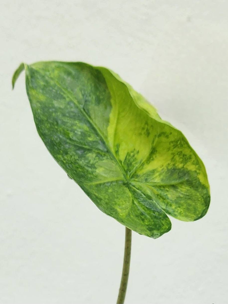 Alocasia Macrorrhiza Shock Treatent Variegata - Pre-order