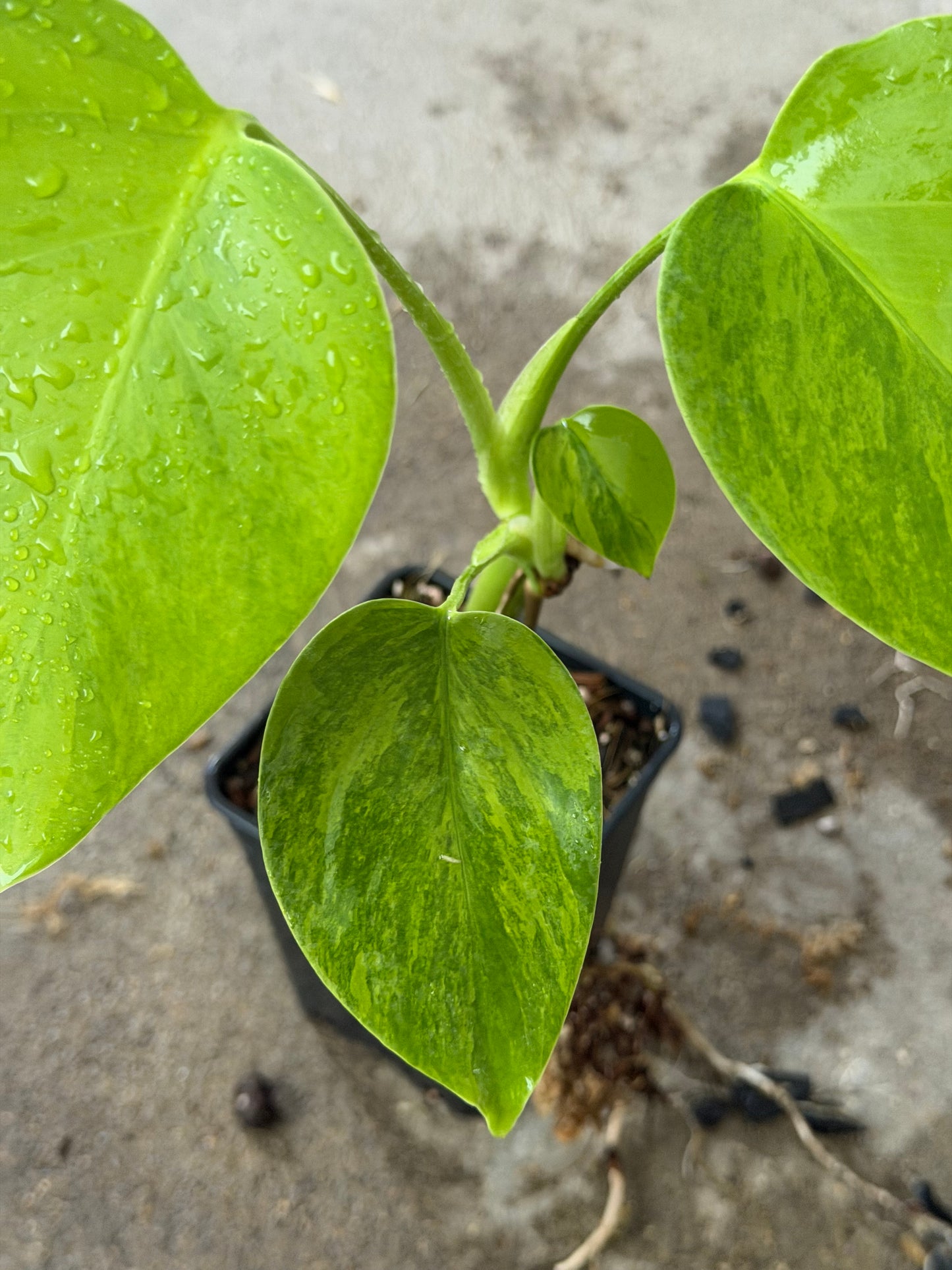 Monstera Green on Green