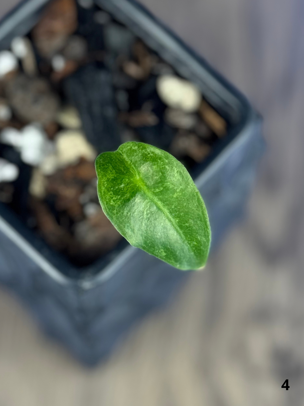 Alocasia Longiloba Mint Lava