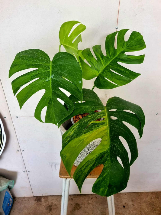 Monstera Green on Green - Sur Mesure
