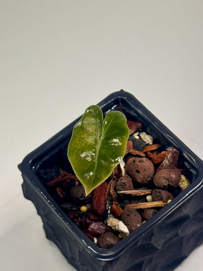 Alocasia Pseudo Sanderiana Pink