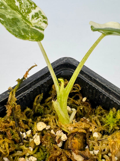 Alocasia Cuculatta « Wagyu » Albo Variegata
