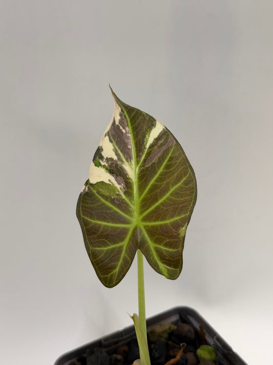Alocasia Regal Shield Albo/Pink Variegata