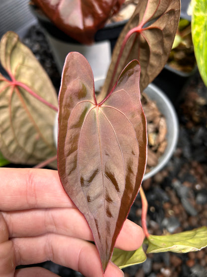 Substrat Anthurium Professionnel (5L)