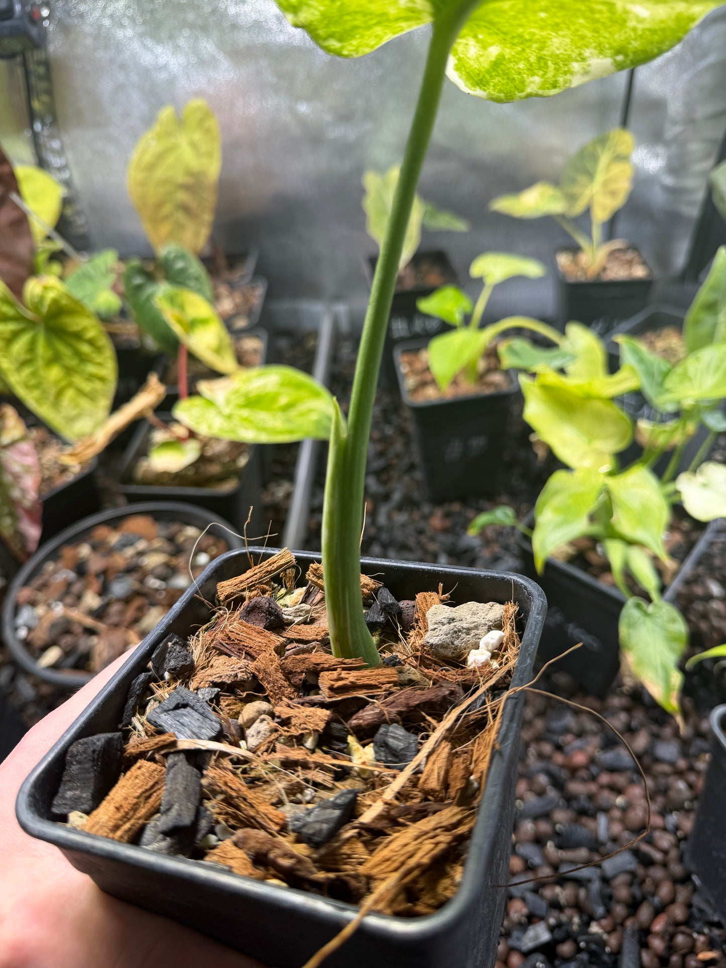 Monstera White Snow