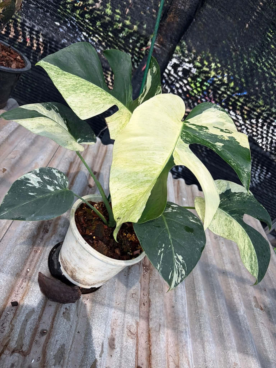 Monstera Jungle Mint