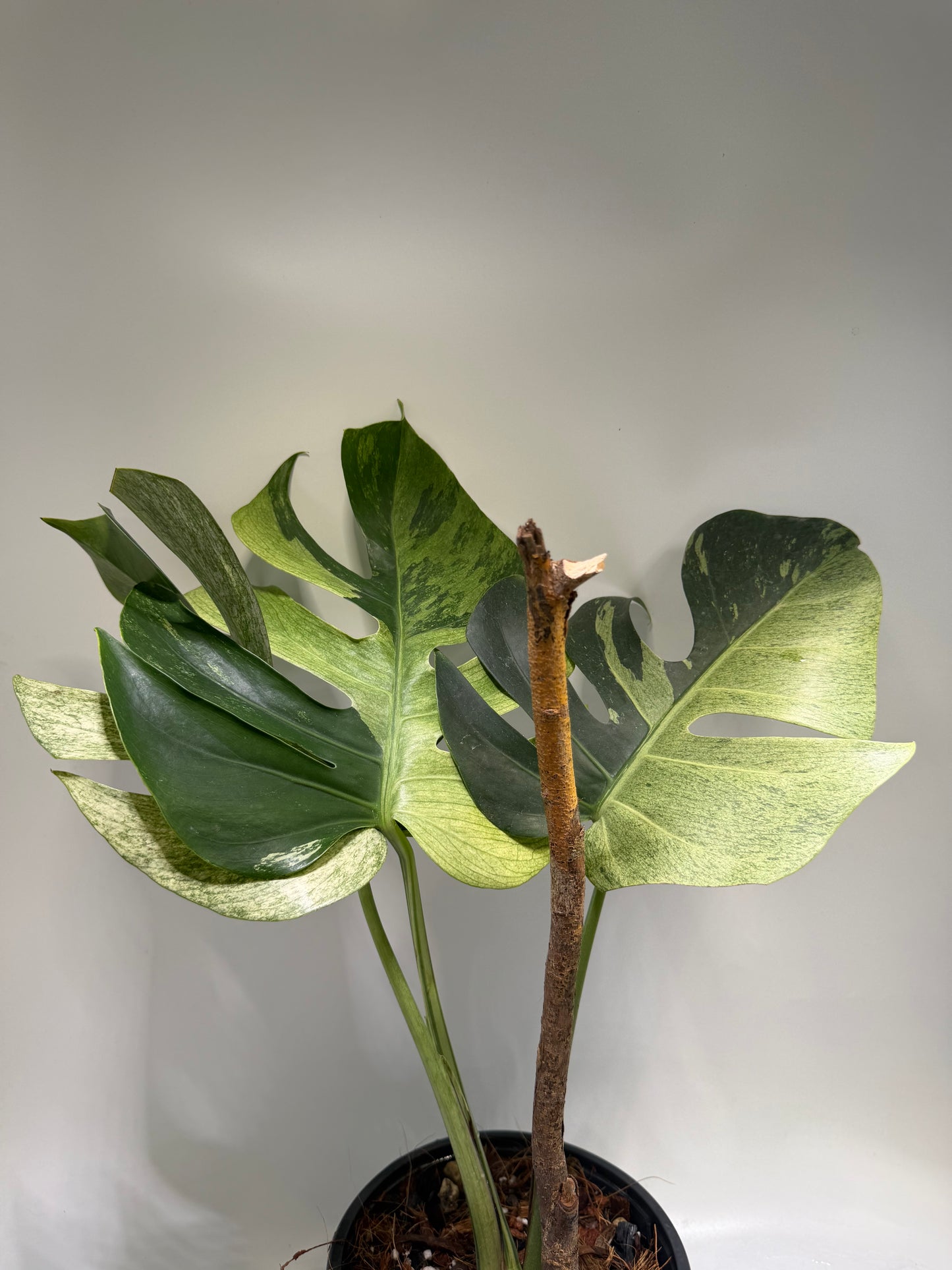 Monstera Jungle Mint