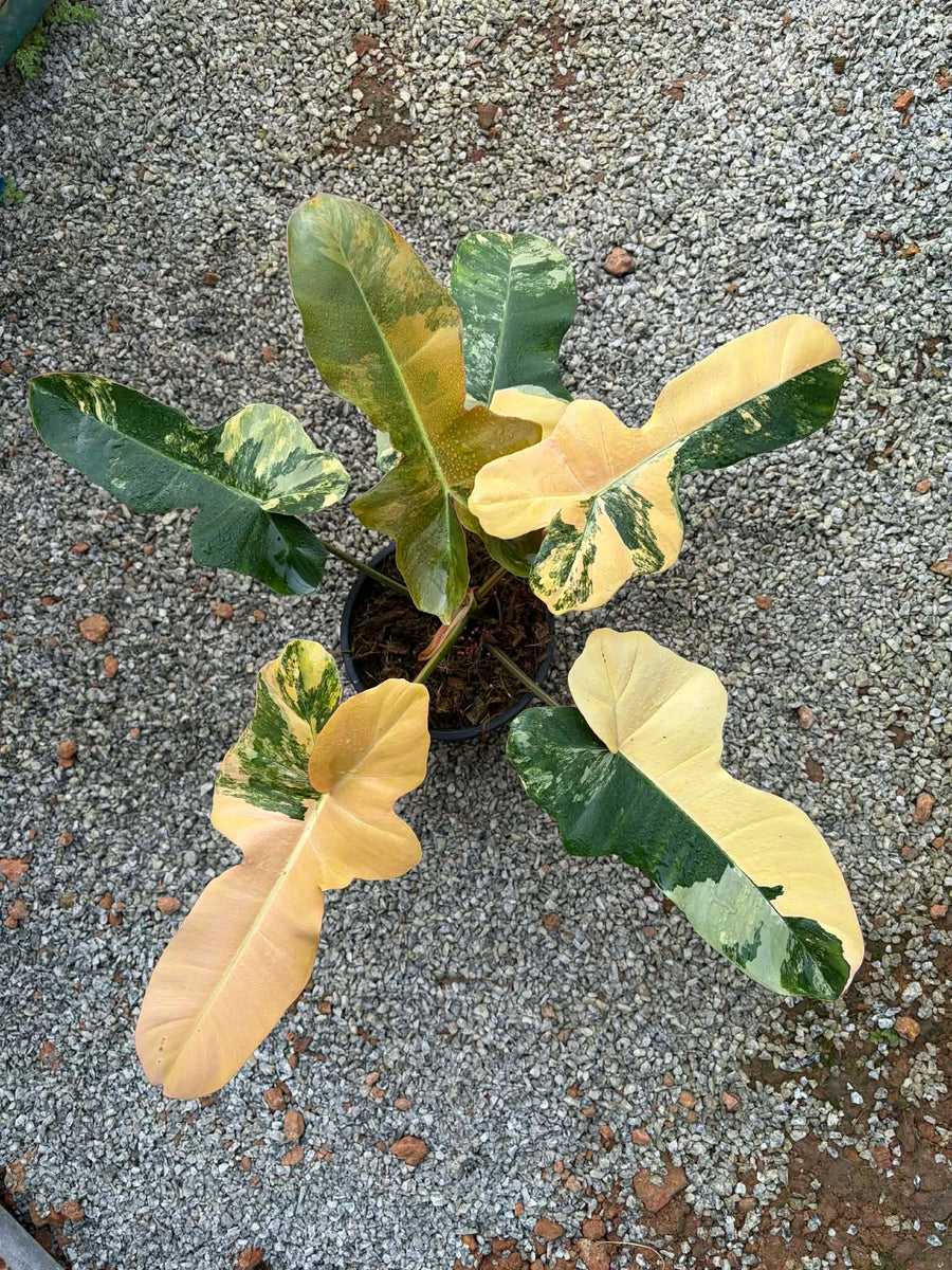 Philodendron Fiora