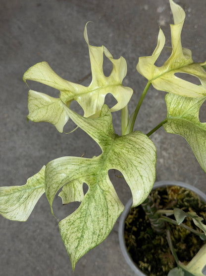 Raphidophora Tetrasperma Ginny White Monster