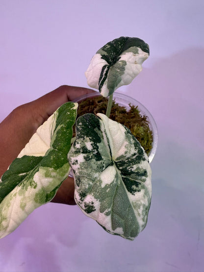 Alocasia Melo Albo - Précommande Green and White Plants