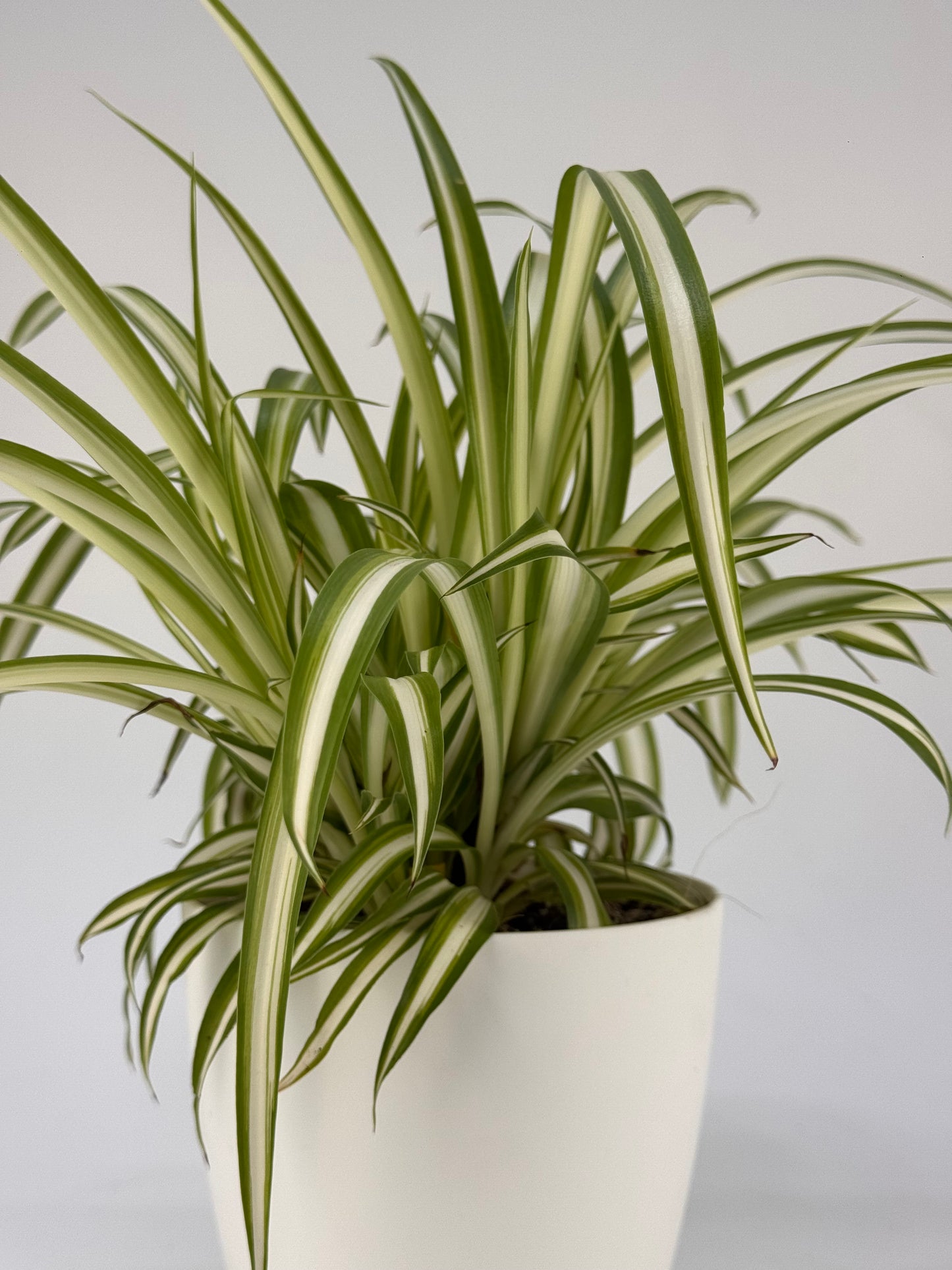 Professionelles Substrat für Zimmerpflanzen 