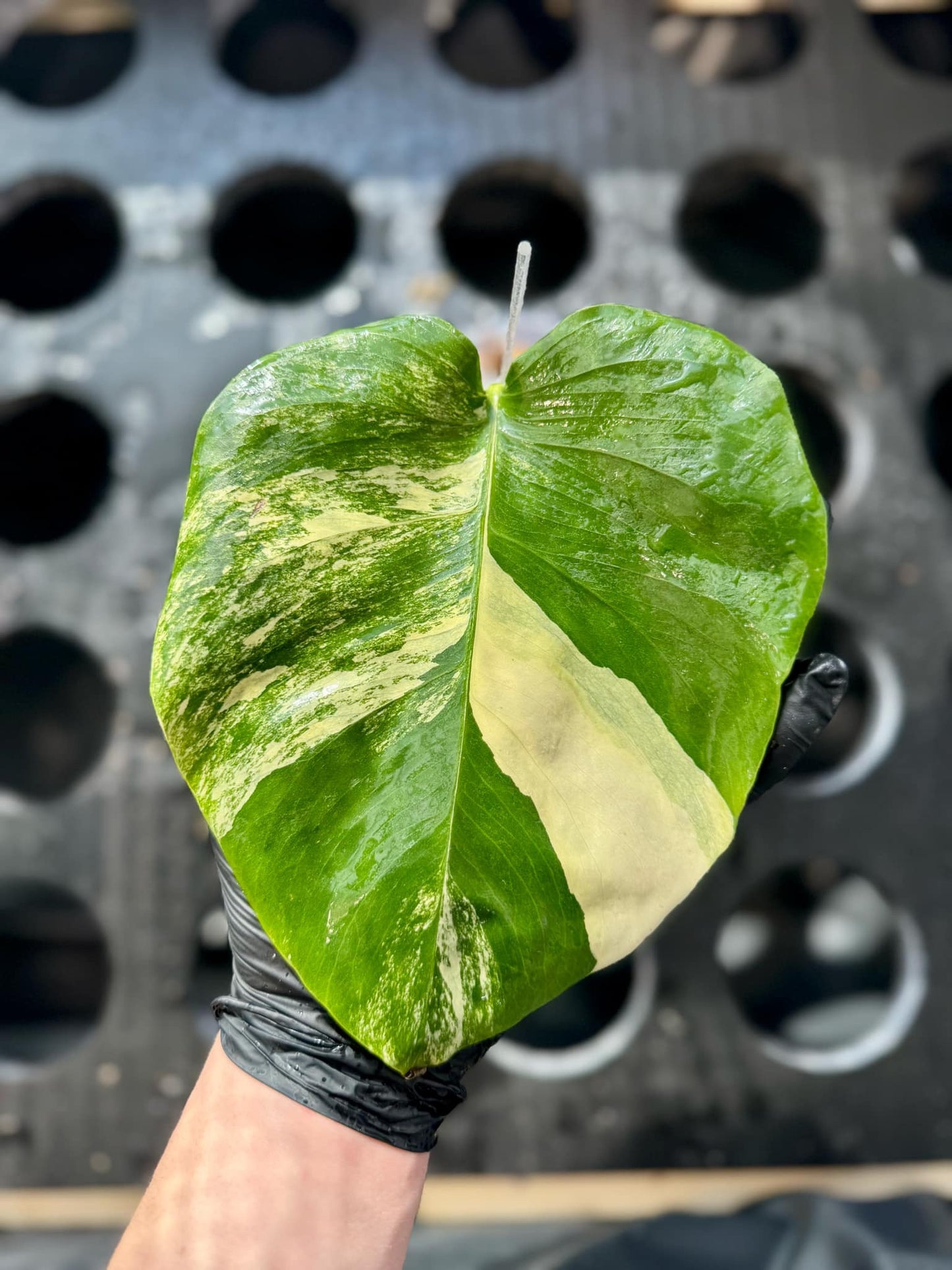 Monstera Aurea Variegata