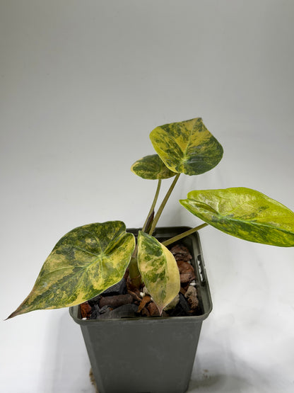 Alocasia Wentii Aurea
