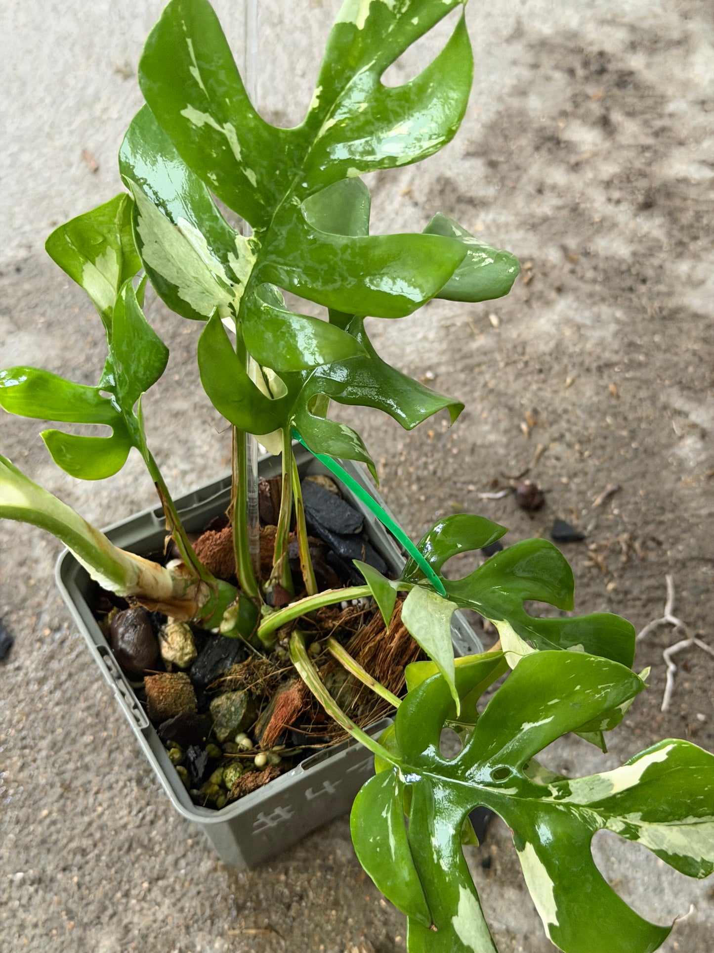 Raphidophora Ginny White Monster