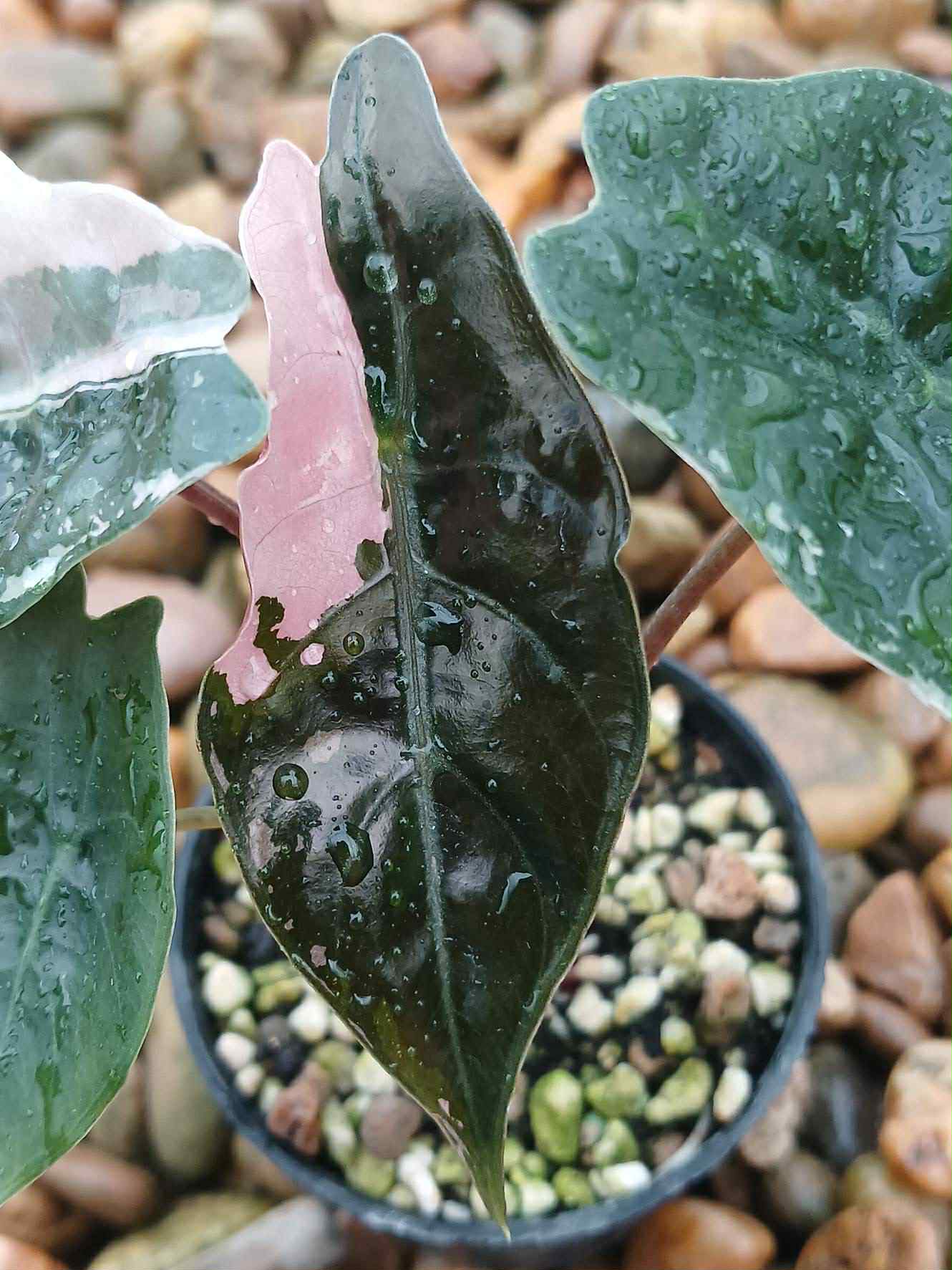 Alocasia Chantrieri Pink / Alocasia Sanderiana Bull - Sur Mesure