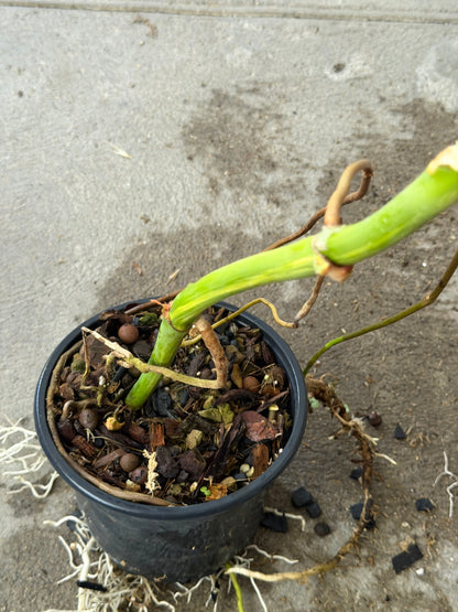 Monstera Borsigiana Aurea