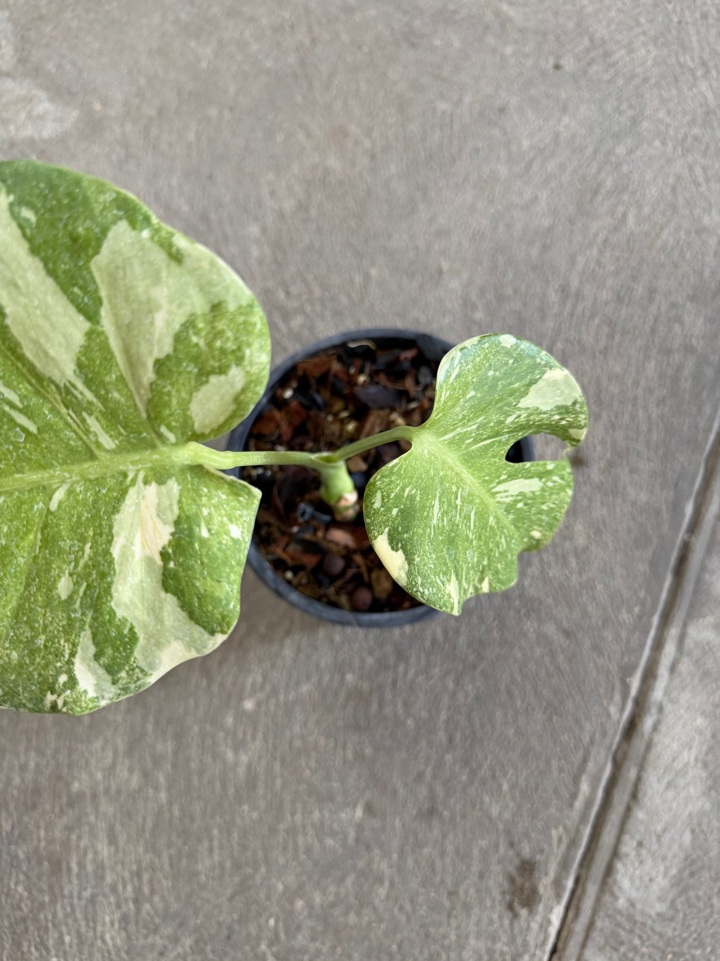 Monstera White Snow
