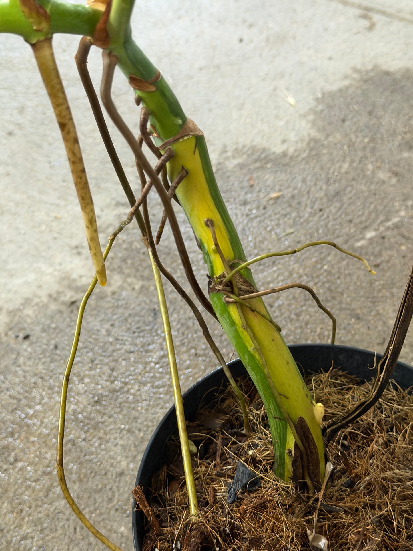 Monstera Borsigiana Aurea