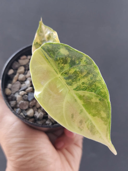 Alocasia Azlanii Aurea Green and White Plants